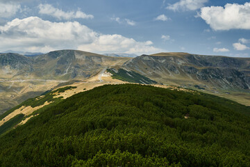 Scrub mountain pines forest