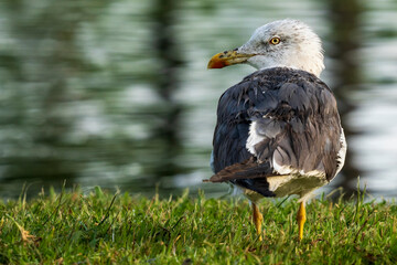 Lesser Black-backed Gull Larus fuscus Costa Ballena Cadiz
