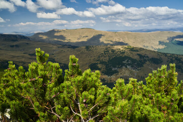 Fototapeta na wymiar Scrub mountain pines forest