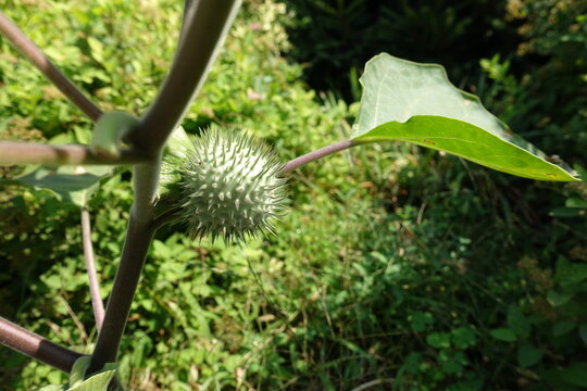 Spiny fruit of Datura innoxia in September