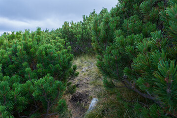 Scrub mountain pines forest