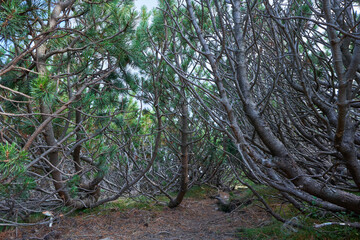 Scrub mountain pines forest