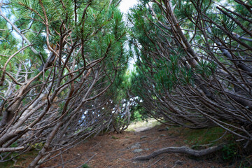 Scrub mountain pines forest