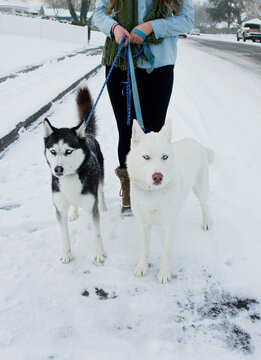 Young woman holding leashes of husky divas
