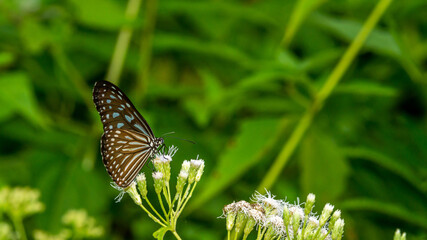 Beautiful butterfly resting on the flower. nature and environment background