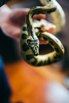 Man holding a python