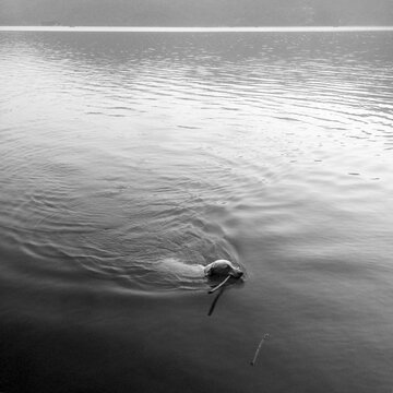 Dog fetching a stick from the lake.