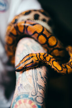 Man holding a rainbow boa constrictor at home