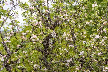 Old apple tree in bloom. Lichens have invaded the branches of the tree weakened by age.