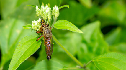 Borneo robber fly perching on the leaf. nature and environment background