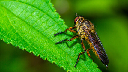 Borneo robber fly perching on the leaf. nature and environment background