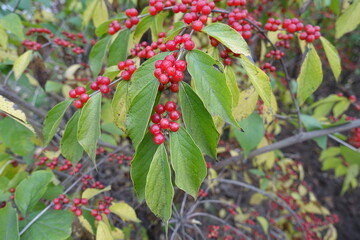 Plenty of red berries on branches of Lonicera maackii in October