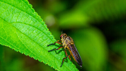 Borneo robber fly perching on the leaf. nature and environment background