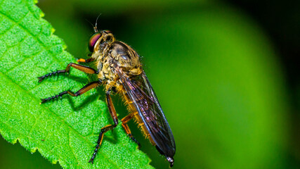 Borneo robber fly perching on the leaf. nature and environment background