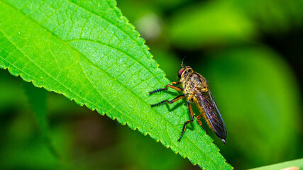 Borneo robber fly perching on the leaf. nature and environment background