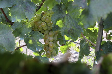 white grapes on vine surrounded by leaves