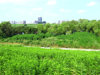 背高泡立ち草茂る土手と夏の江戸川河川敷風景