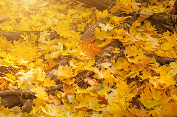 Golden maple autumn leaves on the ground the wild forest.