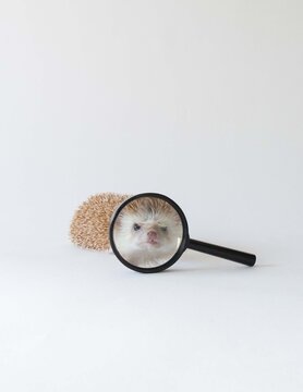 Hedgehog looking through a magnifying glass