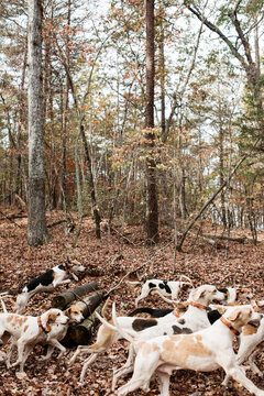 Fox Hunting Hounds