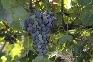 Naklejka premium red ripening grapes on vine