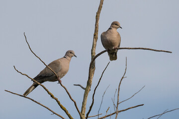 Eurasian Collared-Dove Streptopelia decaocto Costa Ballena Cadiz