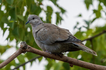 Eurasian Collared-Dove Streptopelia decaocto Costa Ballena Cadiz