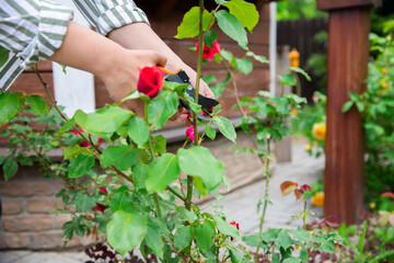 Close up woman florist take care of flowers red roses in outdoor garden. Female gardener with...