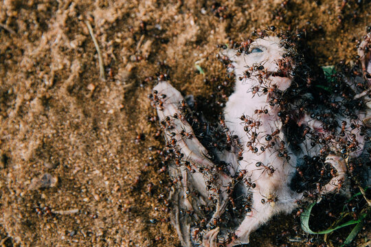 Dead Bat and Ants on Ground