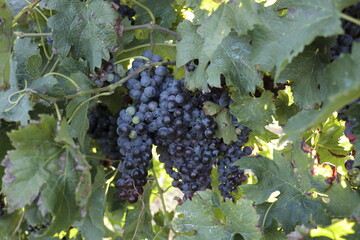 bunch of red grapes on vine