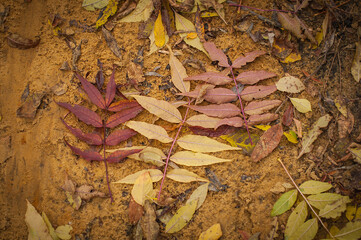 Multicolored dry autumn laves lying on a wet sand.