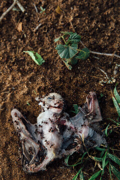 Bat and Ants