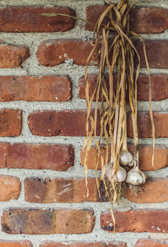 garlic hanging to dry