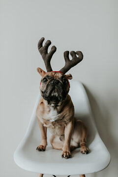 French Bulldog Puppy Dog Wearing Merry Christmas Antlers