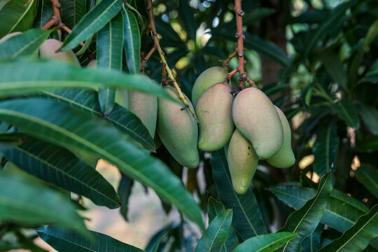 Mango Season