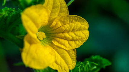Closeup of yellow pumpkin flower