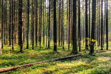 Obraz premium Trunks of a dense coniferous forest made of fir trees. Early morning in the autumn forest.