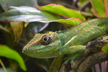 Green lizard close on a plant