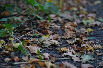 Close up of ground with fallen leaves in autumn season. Various dry foliage on ground in autumn forest