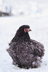 Free range blue Cochin or Pekin hen walking in the yard during a snow storm. Selective focus with blurred background.