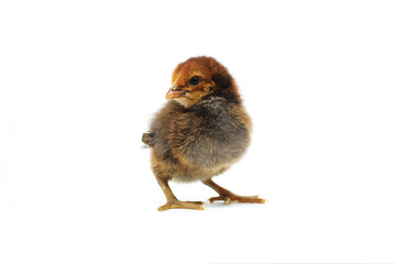 A newborn brown chick.Little chicken isolated on white background