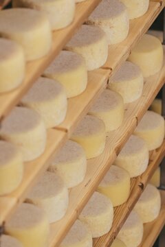 Aging cheese in a cellar
