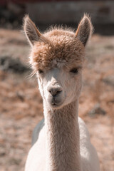 Obraz premium Closeup portrait of little llama. Alpaca with shallow depth of field white colour