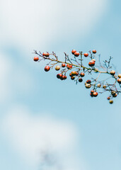 Fototapeta premium red rowan berries