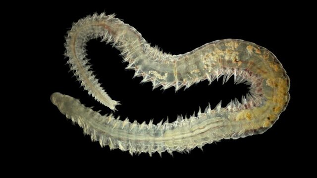 Worm Polychaeta Naineris sp. under a microscope, of the family Orbiniidae, crawl along the bottom and eat detritus. Black Sea