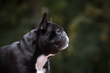 French Bulldog portrait outdoors