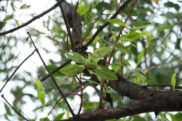 Green fruit of Mangrove is on branch, Thailand.