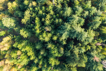View vertically down on the treetops of conifers in the Taunus / Germany