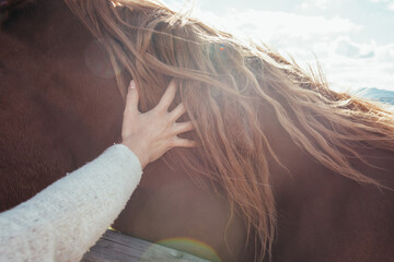 Close up on woman hand while caressing a brown horse