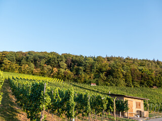 Obraz premium Weinberge im Spätsommer